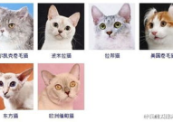 宠物猫种类,探寻各具特色的猫咪世界