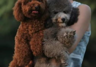 茶杯贵宾犬,娇小可爱的宠物新宠